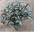 4" Pilea Silver Tree